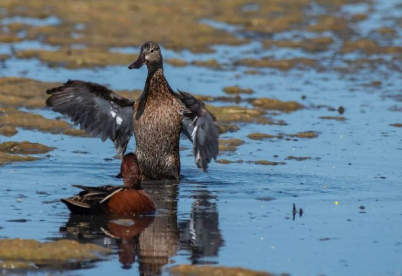 Fotografia mostra um casal de patos começando um acasalamento 