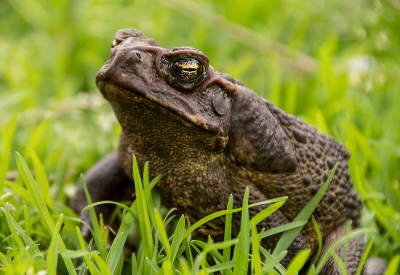 Cientistas retiram as glândulas e trocam por elementos químicos para causar naúseas nos crocodilos