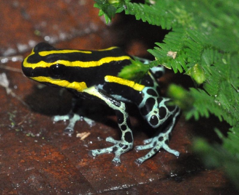 Imagem de um sapo-ponta-de-flecha em cima de uma pilha de tijolos