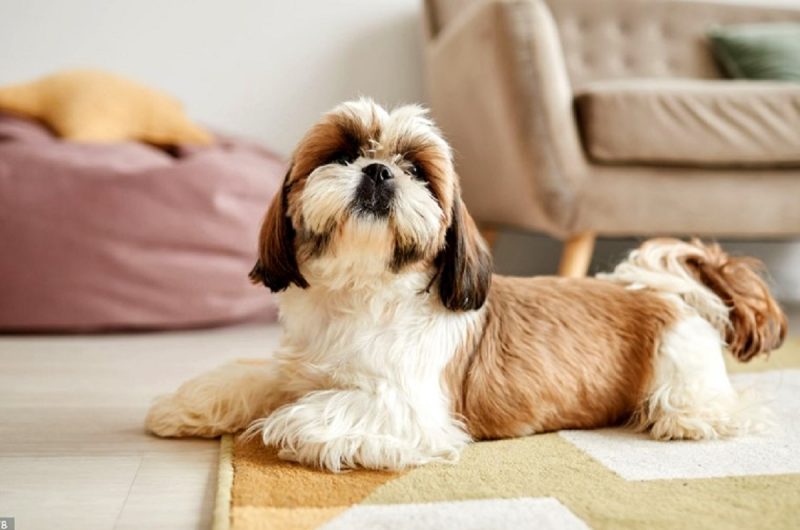 Cachorro da raça Yorkshire