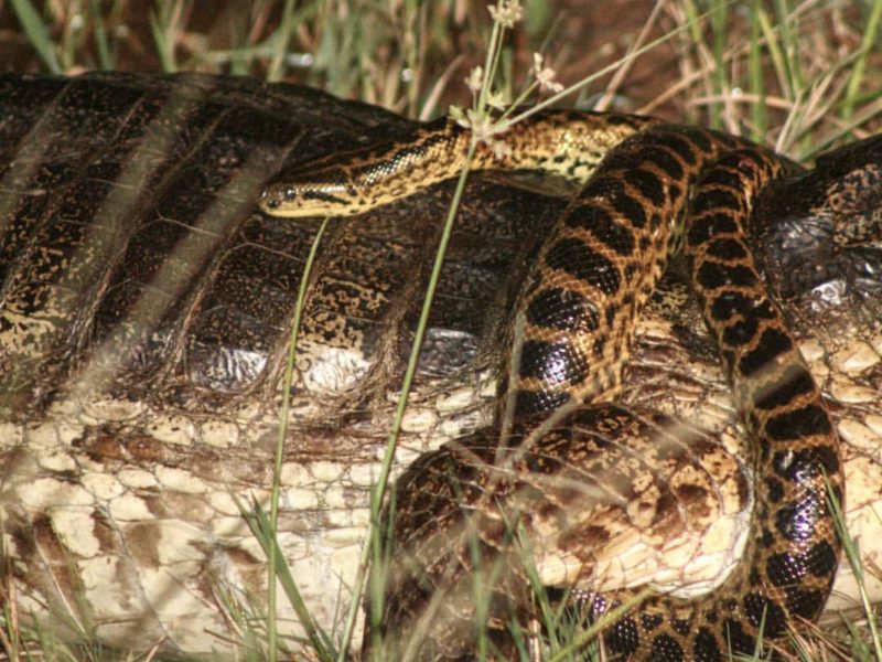 Sucuri-amarela tentando dar um "abraço" em um jacaré