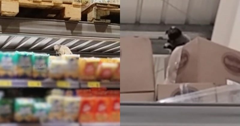 Saguis 'fazem a festa' em supermercado de Joinville e divertem clientes