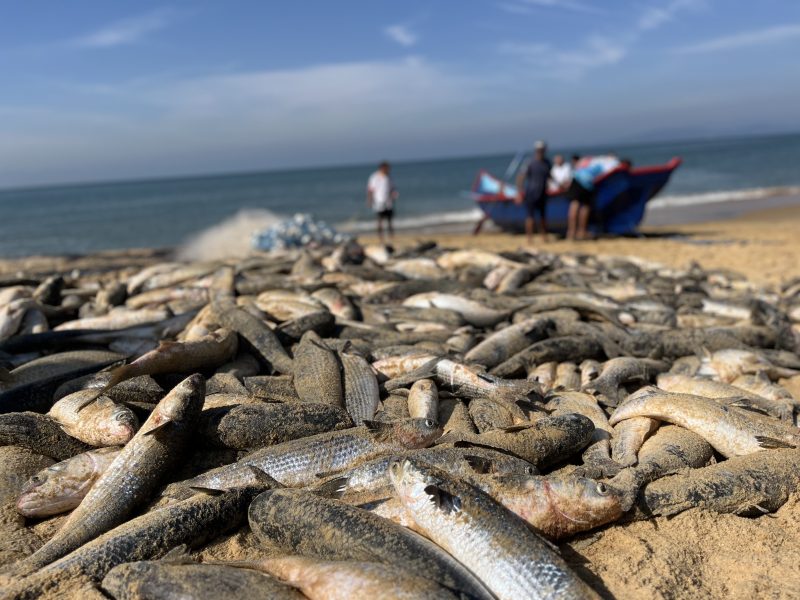 Imagem de peixes pescados durante a safra da tainha em Balneário Camboriú