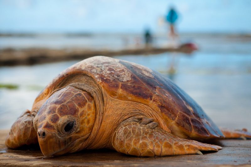 Tartaruga-cabeçuda descansando em uma praia 