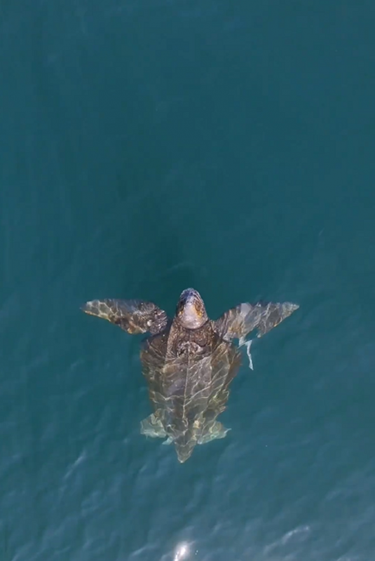 Maior tartaruga marinha do mundo nadando em águas brasileiras