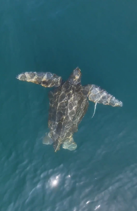 Maior tartaruga marinha do mundo nadando em águas brasileiras