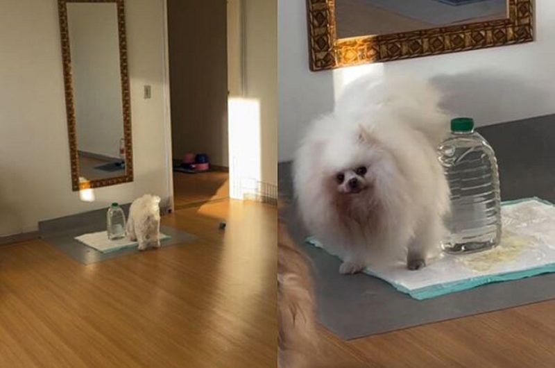 Cachorro fazendo xixi no tapete higiênico de casa 