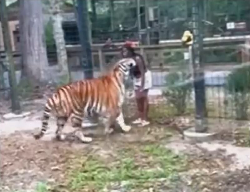 Mulher acariciando tigre em zoo dos EUA