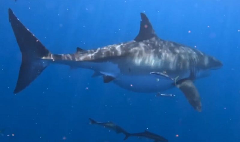 Tubarão-branco tem mais de cinco metros de comprimento 