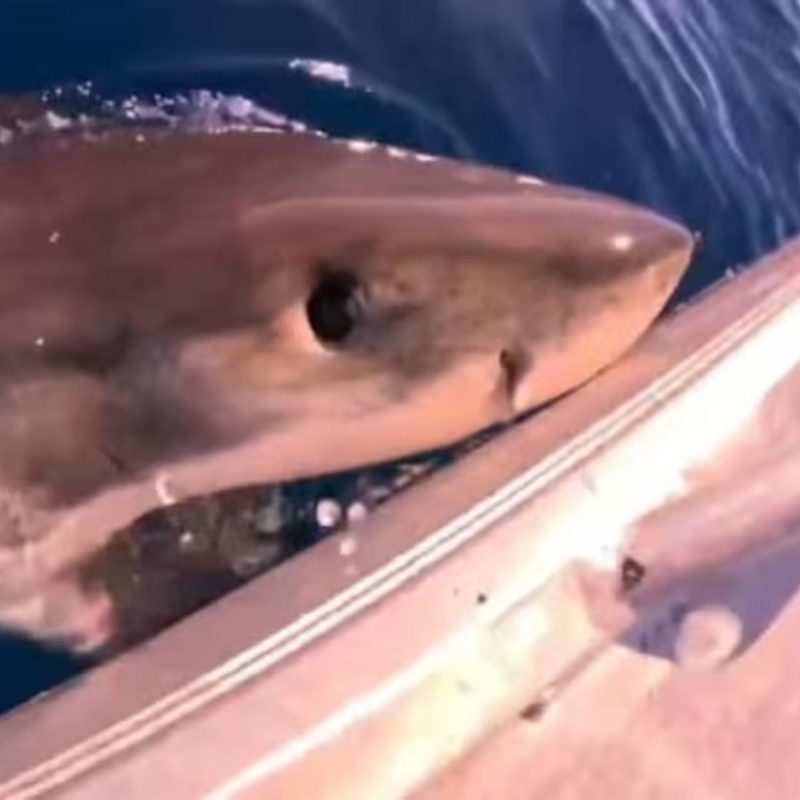 Tubarão-branco mordendo barco