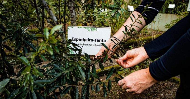 Uso de plantas medicinais ultrapassa gerações e se torna patrimônio biocultural no Sul de SC