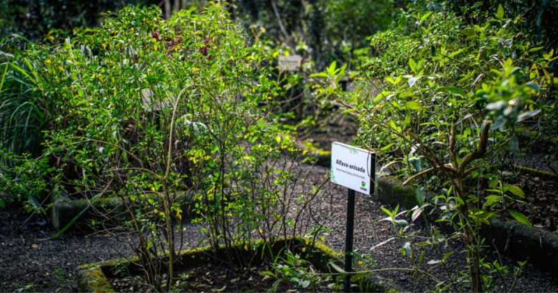 Uso de plantas medicinais ultrapassa gerações e se torna patrimônio biocultural no Sul de SC