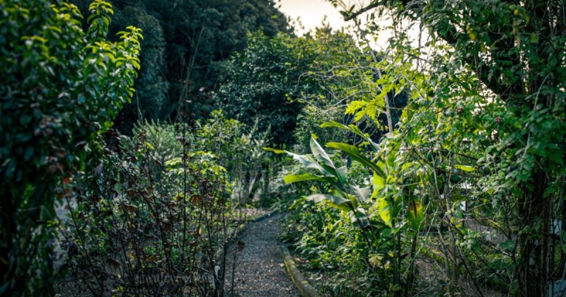 Uso de plantas medicinais ultrapassa gerações e se torna patrimônio biocultural no Sul de SC