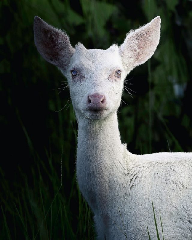 Veado albino na natureza