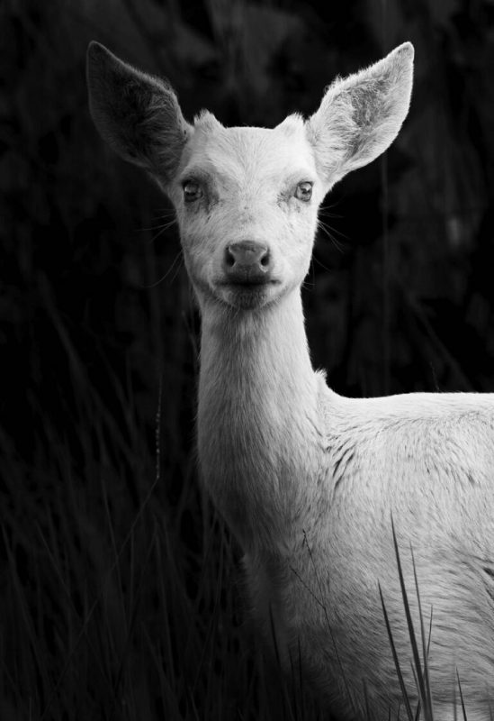 Veado Albino na natureza
