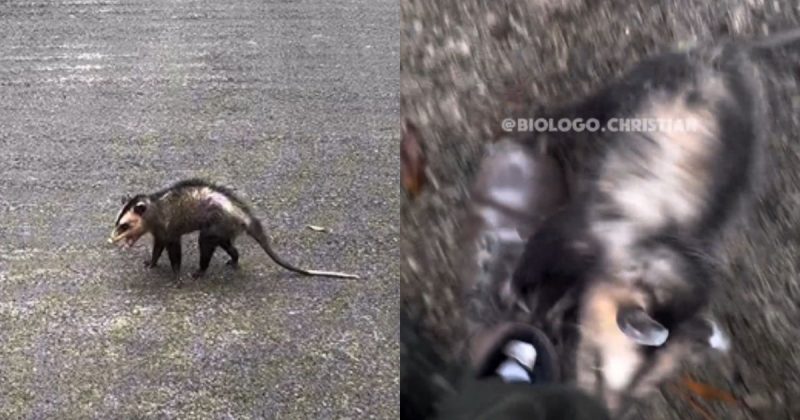 Animal silvestre 'furioso' ataca biólogo durante resgate em SC