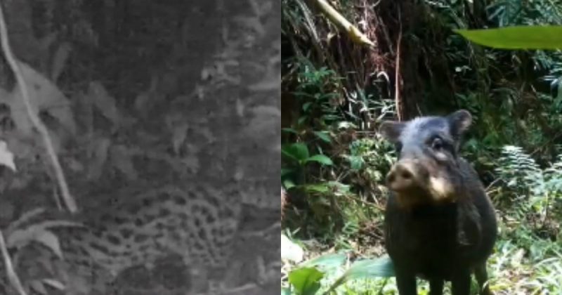 Animais selvagens em extinção em SC