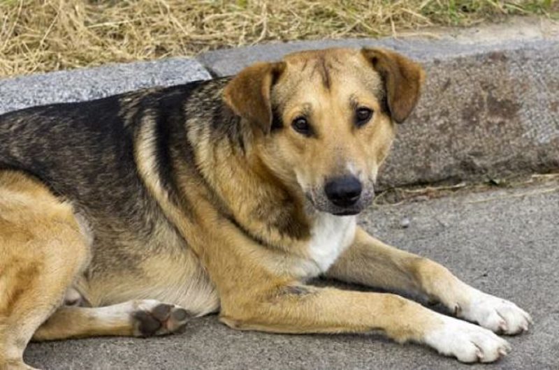 Os vira-latas são um verdadeiro patrimônio nacional, refletindo a diversidade e a resiliência do povo brasileiro