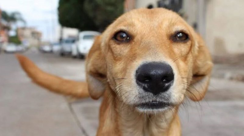 O cachorro vira-lata também é conhecido como cão sem raça definida (SRD)