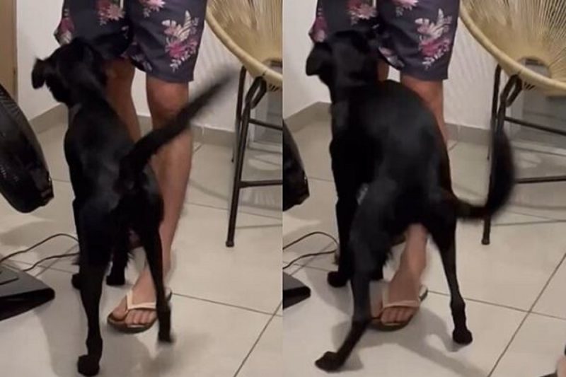 Montagem mostra a Eva, uma vira-lata engraçada rebolando ao som de uma batida de funk 