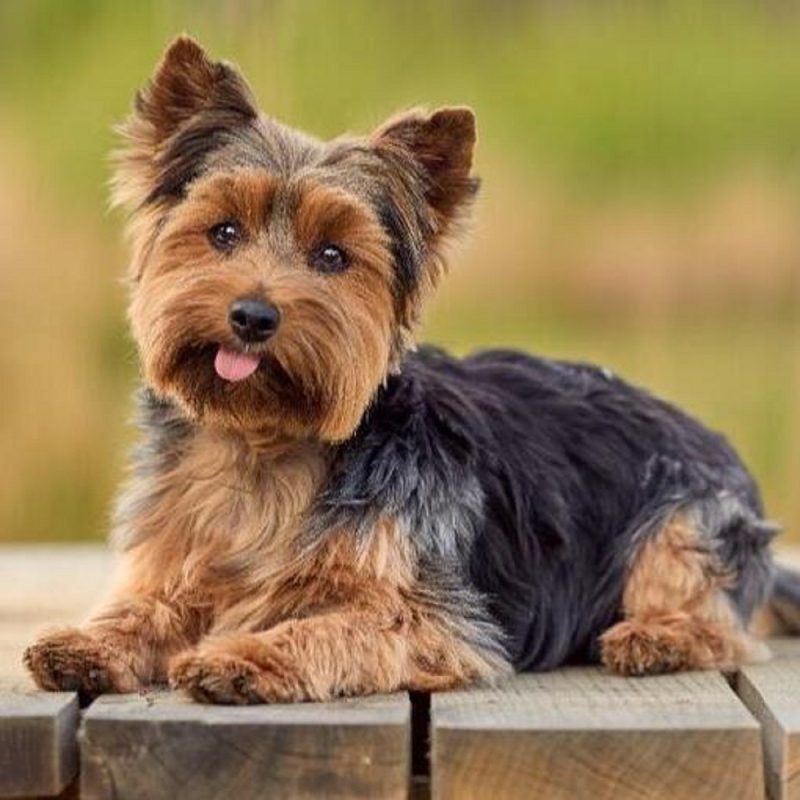 Yorkshire Terrier deitando e mostrando a língua para a câmera