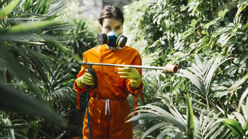 Agrotóxicos sendo passados nas plantas