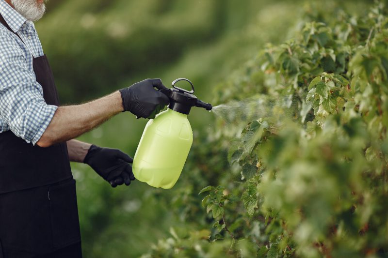 Agrotóxicos sendo passados nas plantas