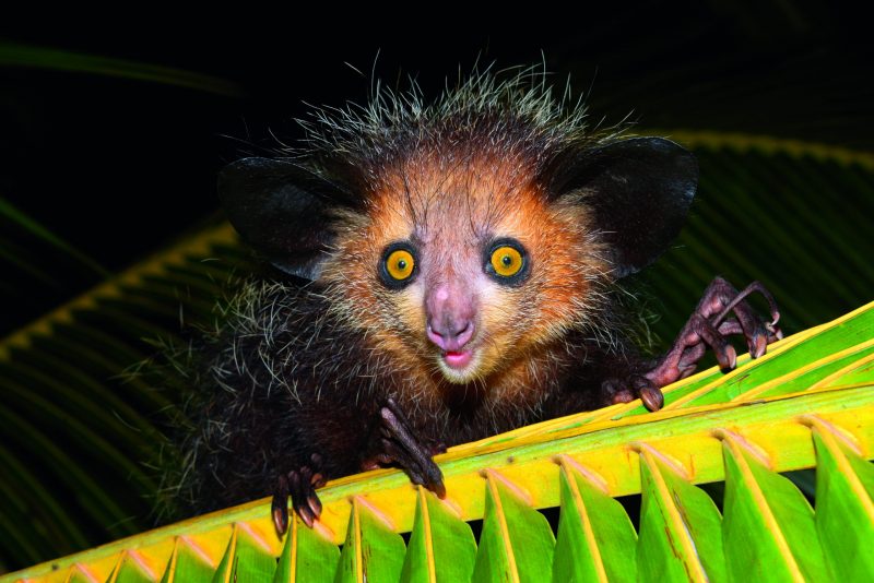 O Aie-Aie em cima de uma palmeira