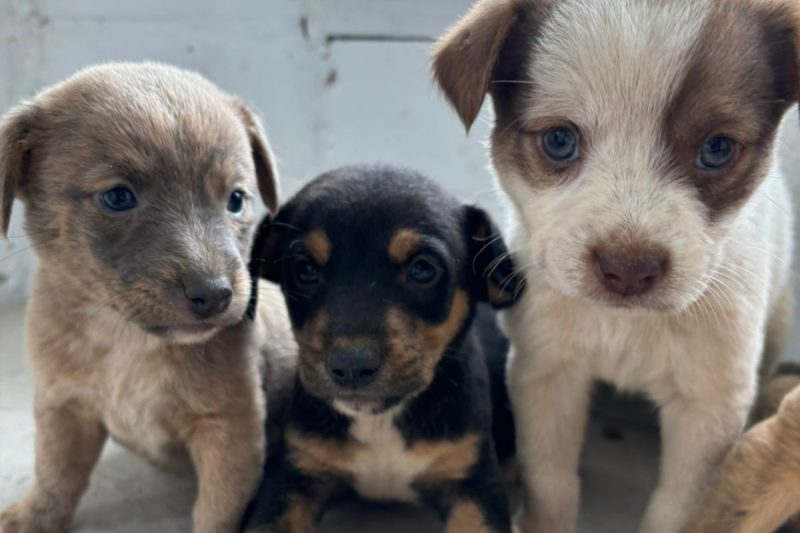 Xanxerê faz ação de incentivo a adoção de animais.