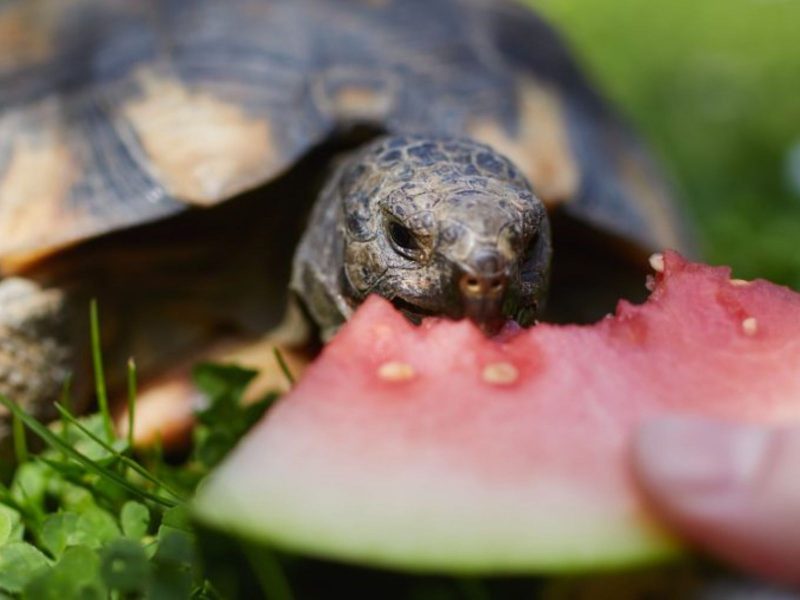 Imagem de uma tartaruga comendo uma melancia 