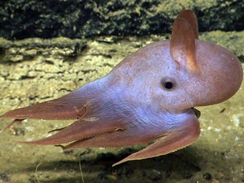 El pulpo Dumbo está incluido en la lista de los animales más bellos del mundo. 