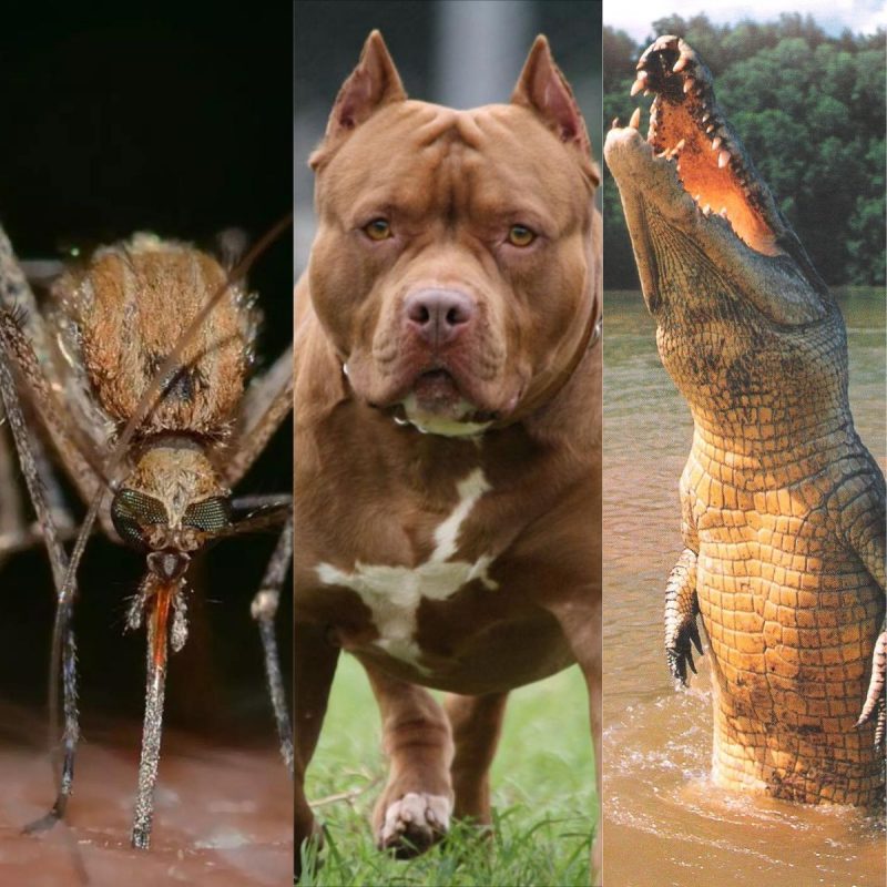 Mosquito, cachorros e crocodilos estão na lista dos animais que mais matam seres humanos no mundo 