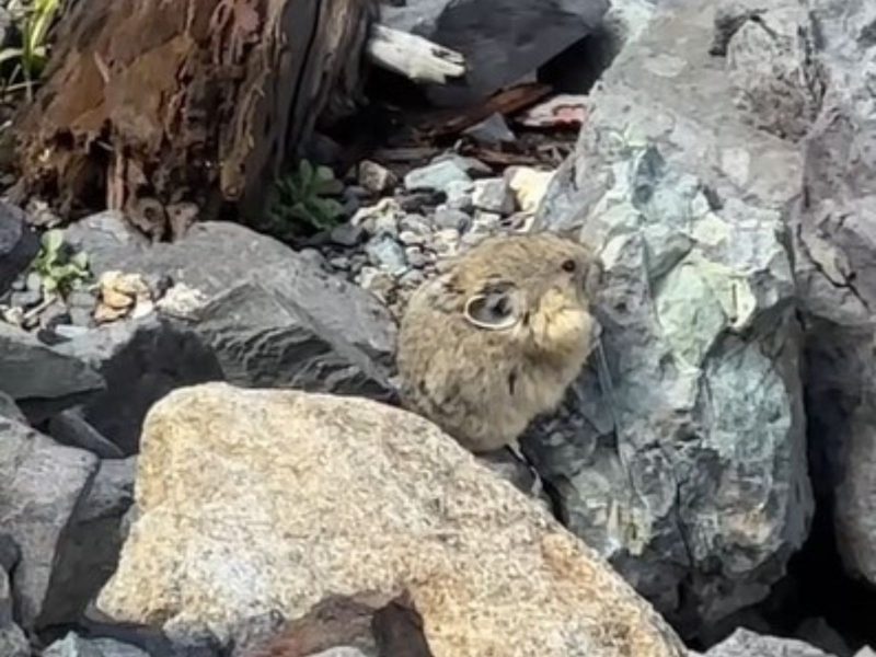 Registro de um Pika-americana se escondendo nas fendas das pedras