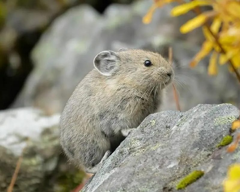 Imagem de um Pika-americana em cima de uma pedra