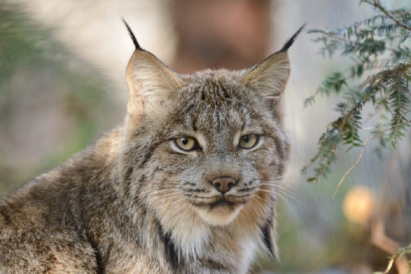 Fotografia de um lince-do-canadá setando e olhando diretamente para a câmera