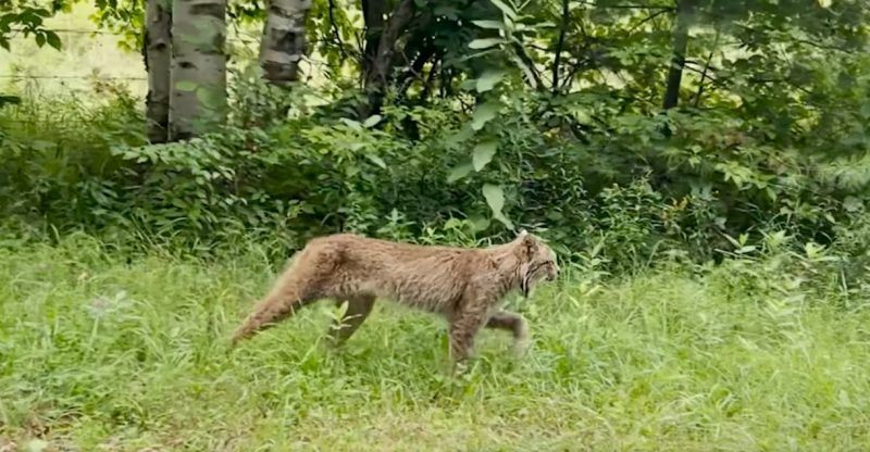 Imagem de uma espécie de lince, conhecida por lince-do-canadá, andando por uma região florestal dos Estados Unidos