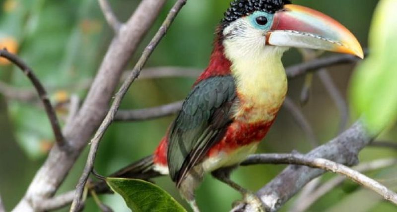 Tucano da espécie Araçari-mulato, em galho de árvore