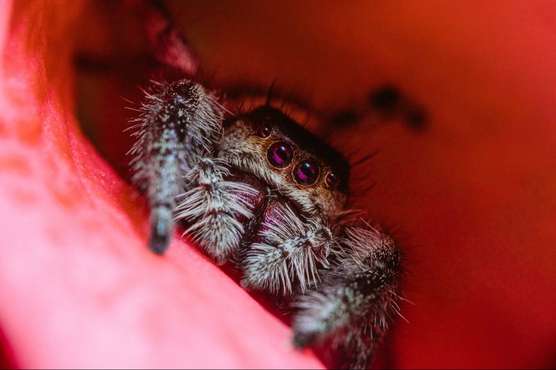 Zoom mostra aranha minúscula vista de perto, escondida em um local pequeno