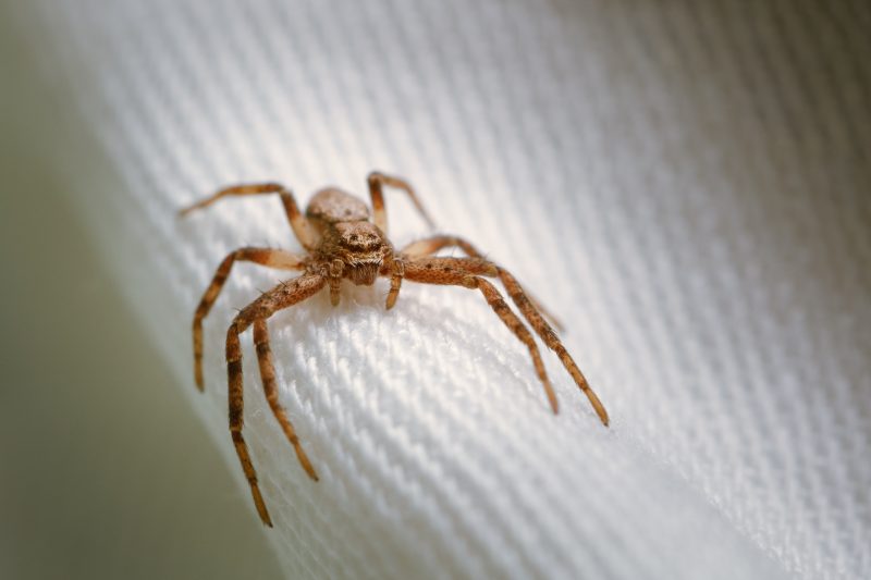 Dicas caseiras mostram como se livrar de aranhas: aracnídeo pequeno em cima de cortina 