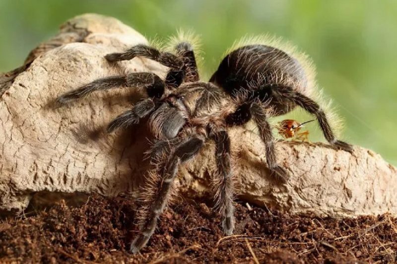 Imagem de aranha-caranguejeira, em cima de pedra na terra