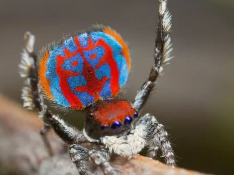 Imagem mostra uma aranha-pavão (Maratus)