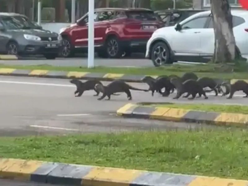 Imagem mostra gangue de lontras correndo em direção ao parque