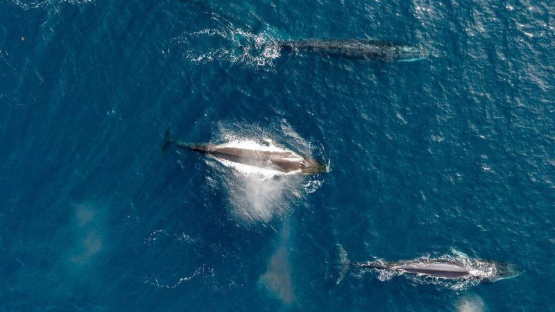 Na imagem são mostradas três baleias-da-groenlândia nadando no oceano. Já foram tão comuns que os baleeiros britânicos a chamavam de baleia comum. Hoje ainda existem cinco populações em todo o mundo.