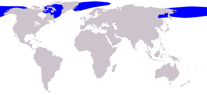 A imagem mostra o mapa de distribuição da baleia-da-groenlândia. As áreas em azul correspondem ao habitat das baleiais.