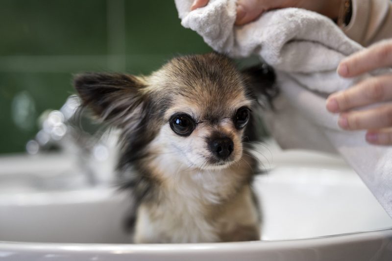 A imagem mostra um cachorro da raça Chihuahua de pelo longo e as mãos de uma pessoa secando o cão com uma toalha após um banho.