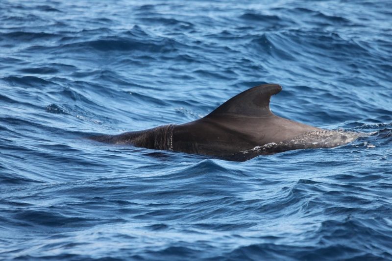 A imagem mostra a barbatana dorsal de um golfinho nadando no mar.