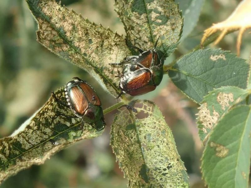 Besouro japonês, inseto de 1 cm, se alimentando de folhas 