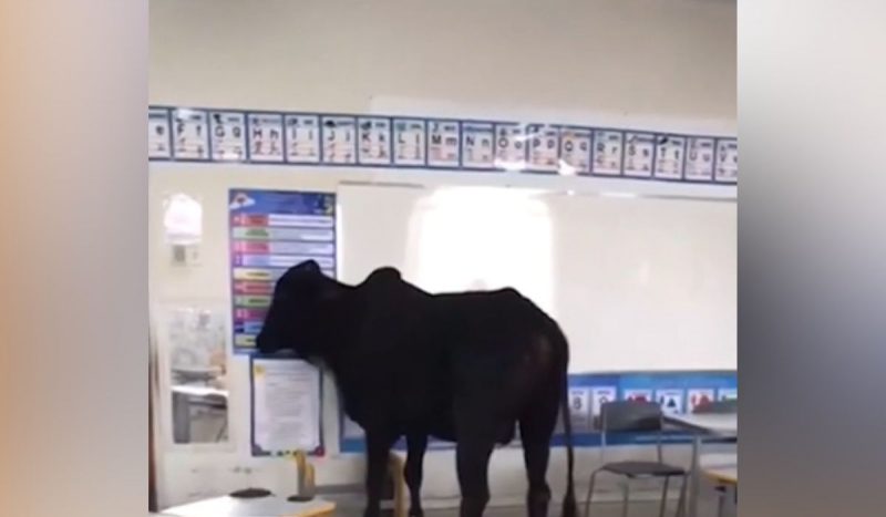 Boi perdido na cor preta dentro de sala de educação infantil. Animal invadiu creche no interior de Minas Gerais