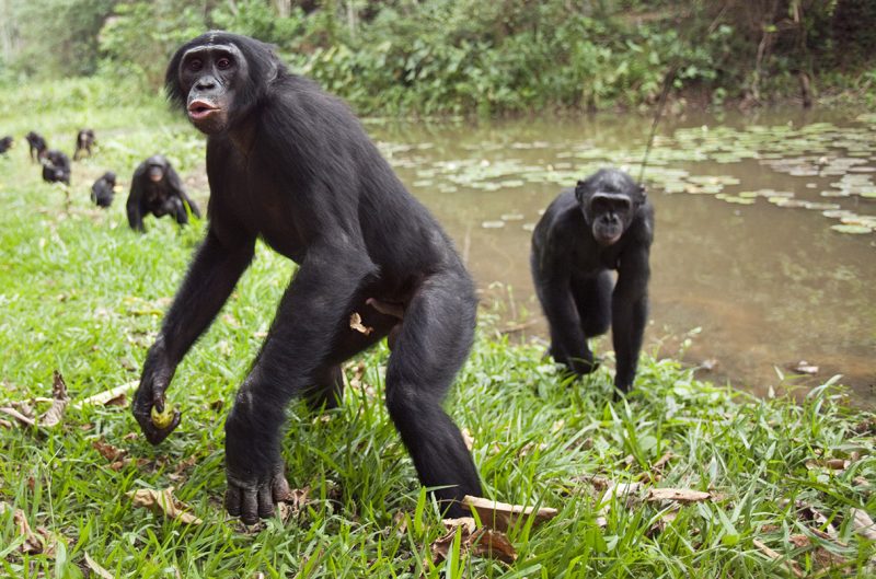 Bonobos ao lado de um rio 