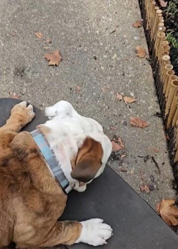 Buldogue andando de skate 